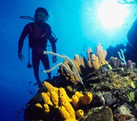 Diver and coral Diver and coral